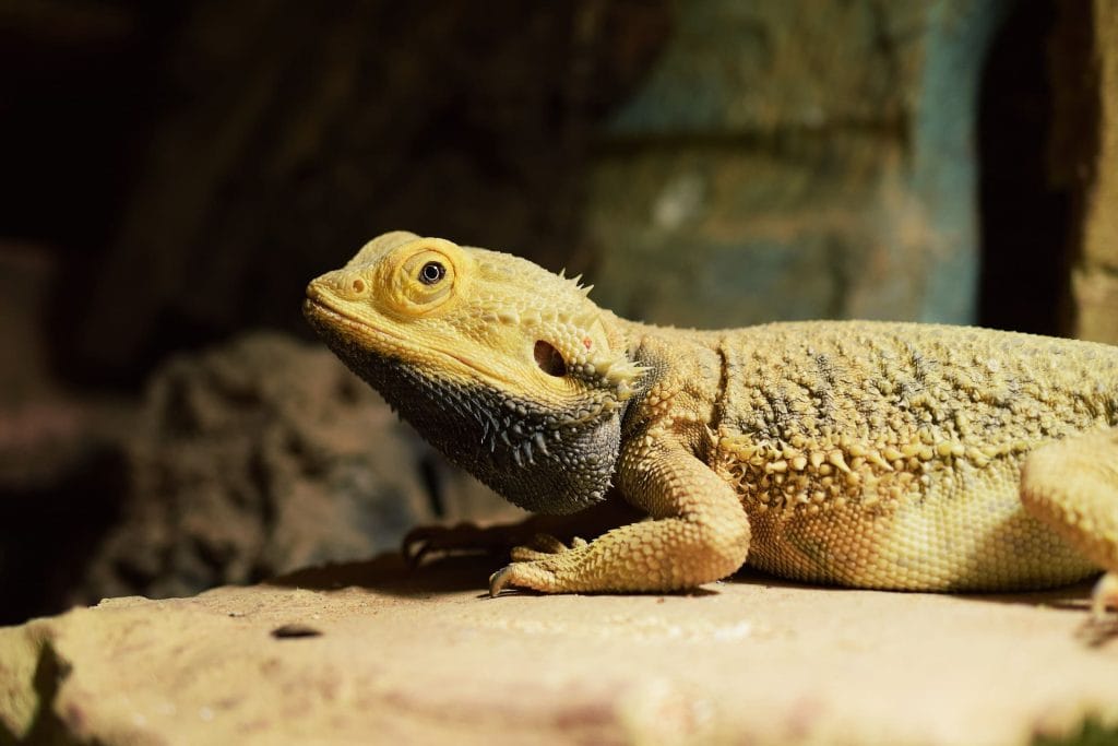 bearded dragon enclosure cleaning