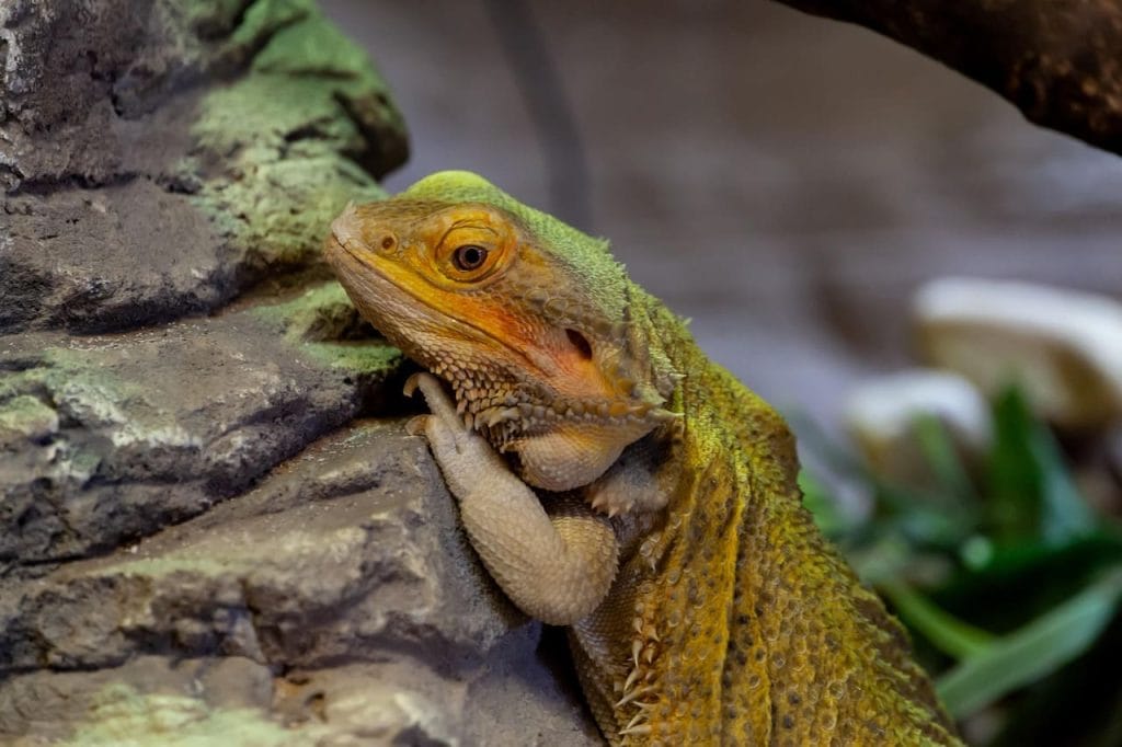 Bearded dragon perfect diet