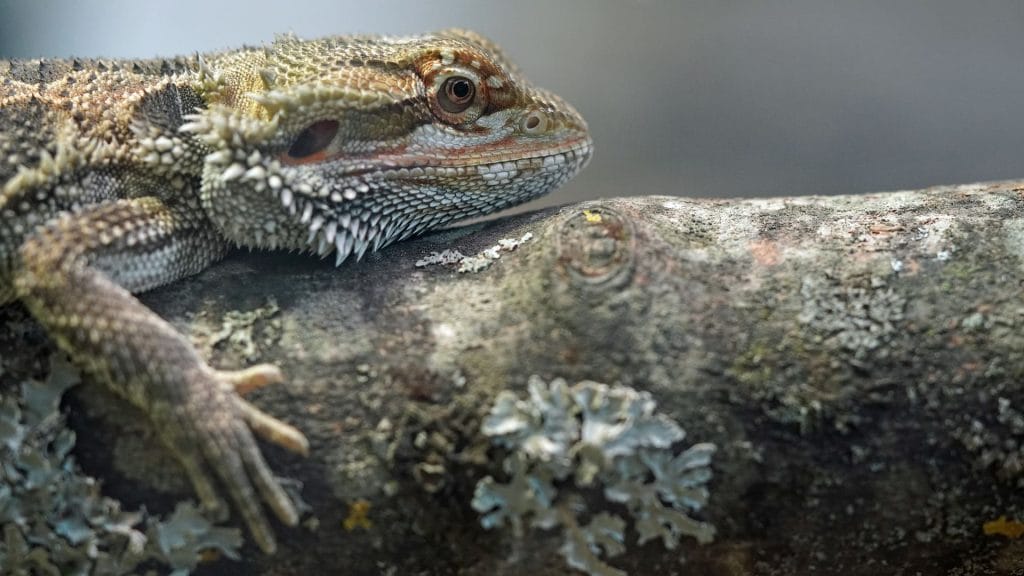 bearded dragon natural environment
