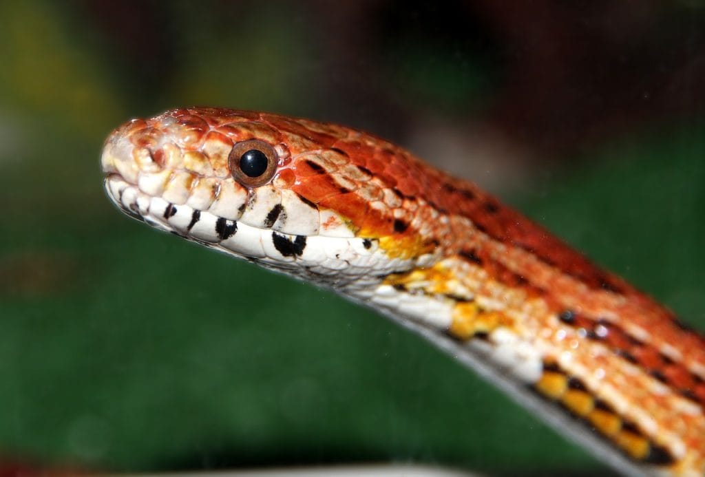 Corn Snake Life Expectancy