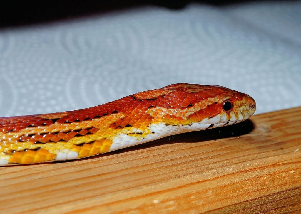 How Long Can a Corn Snake Go Without Eating?
