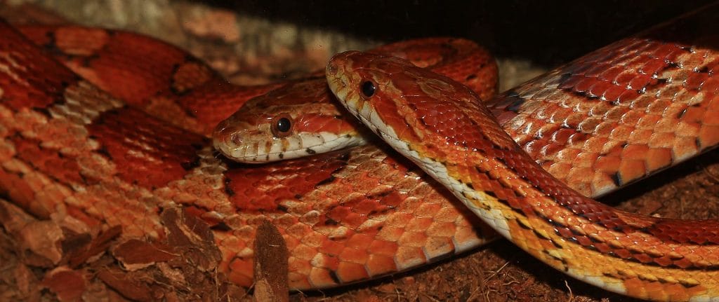 Adult corn snake enclosure size