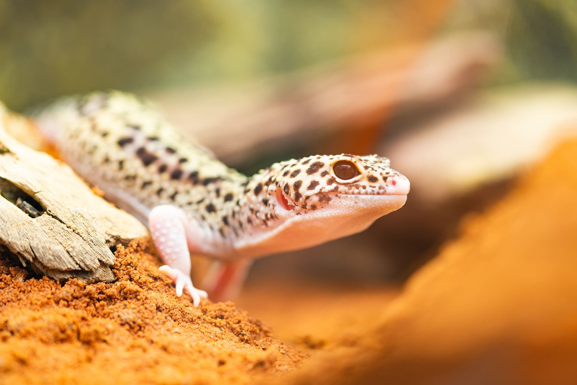 The Ultimate Guide to Leopard Gecko Enclosures