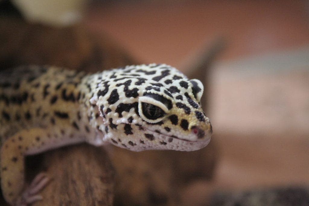 Enclosure Size for Young Leopard Geckos