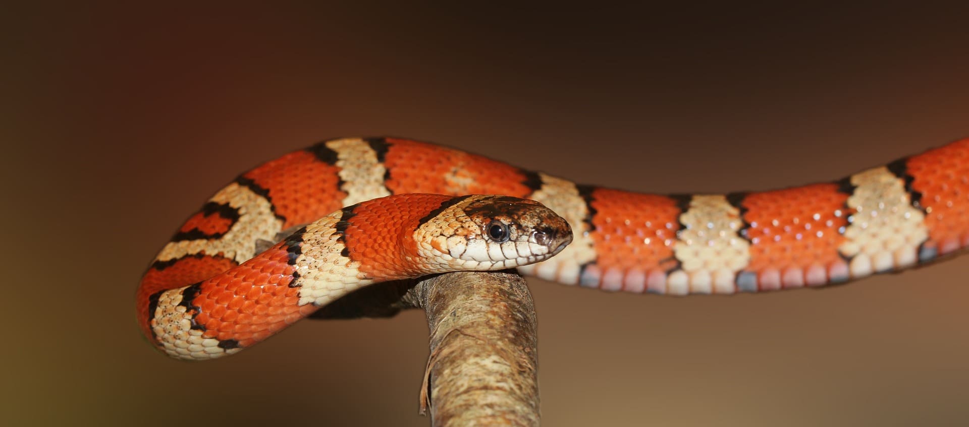 Best Kingsnake Enclosures: Top 5 Picks for Optimal Comfort and Style