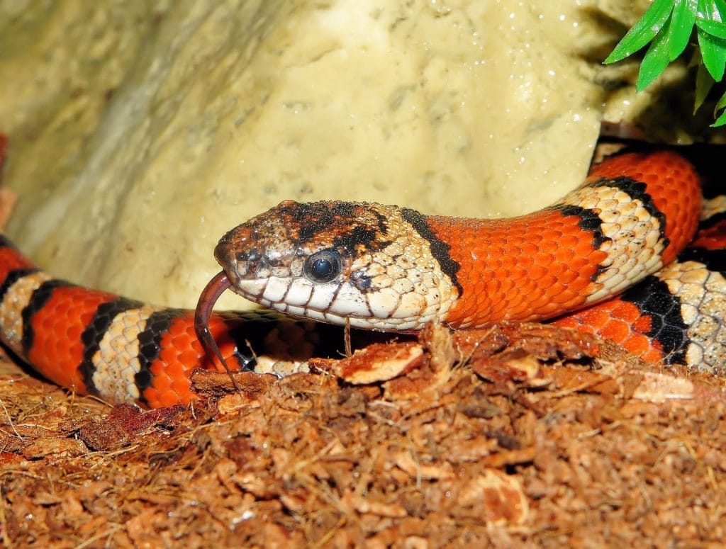 Adult kingsnake enclosure size