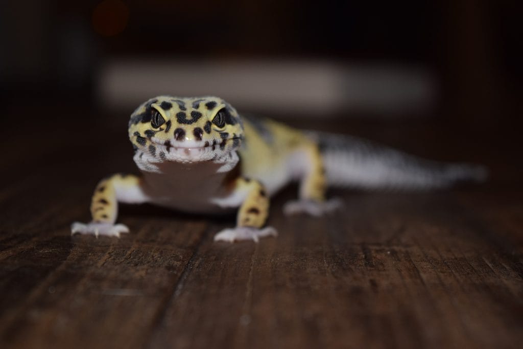Correct Temperature Inside Leopard Gecko Enclosure