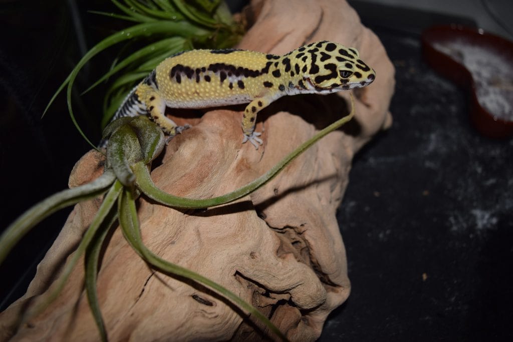Making a Leopard Gecko Enclosure Similar to Their Natural Environment