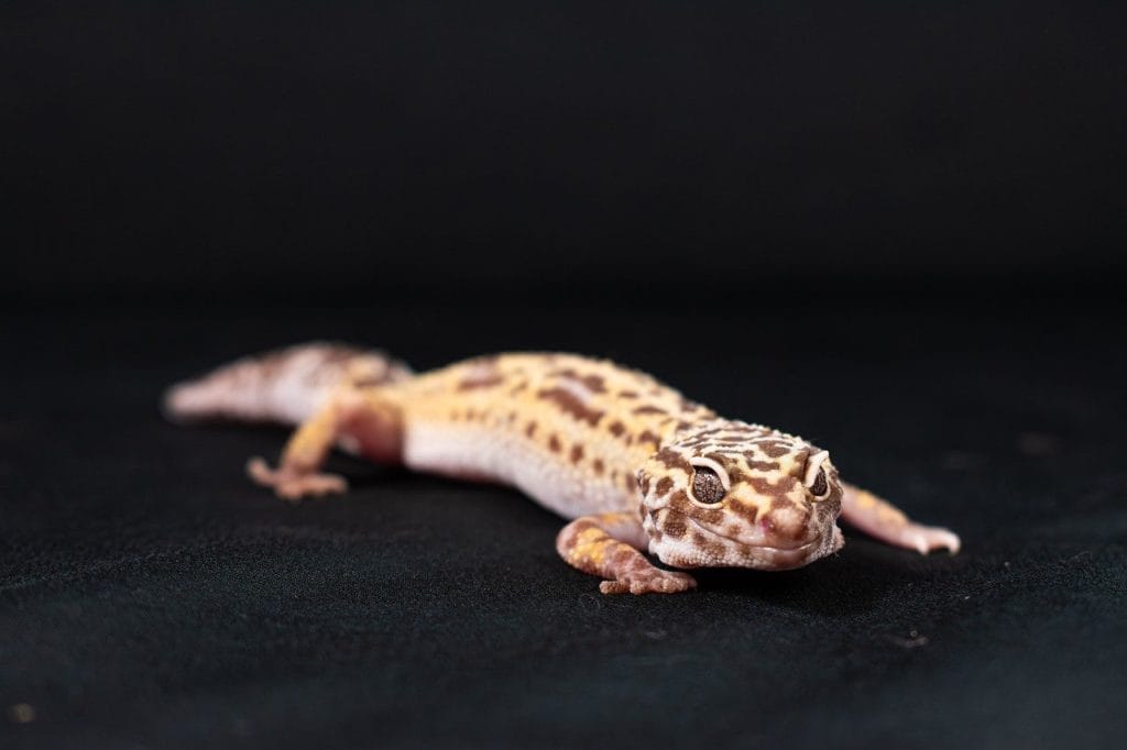 Enclosure Size for Adult Leopard Geckos