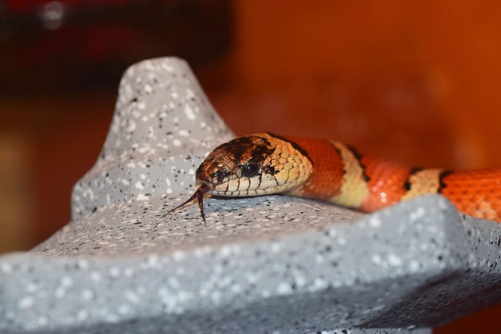 Kingsnake Juvenile enclosure size