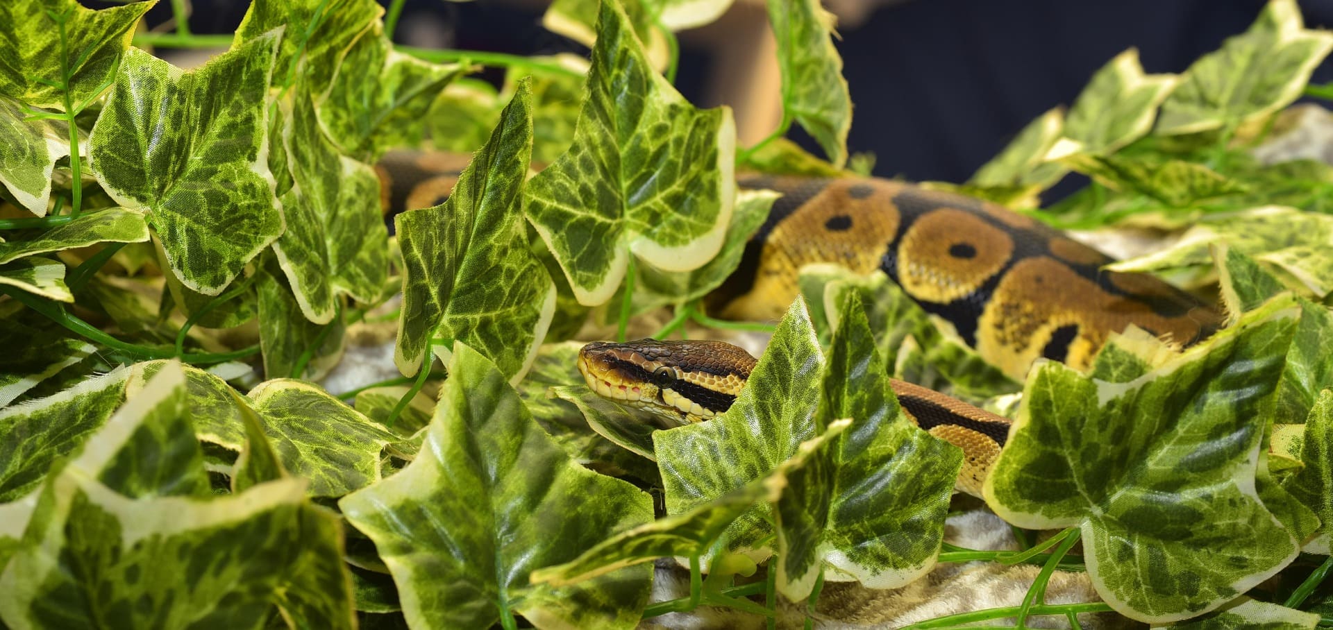 Optimal Ball Python Habitats: Mastering Humidity and Temperature