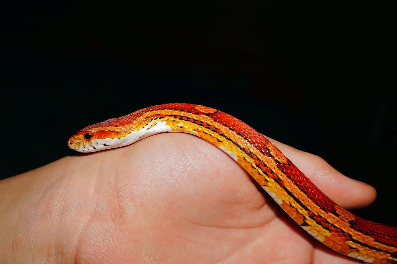 Your Ultimate Guide to Corn Snake Care: A Reptile Expert’s Perspective