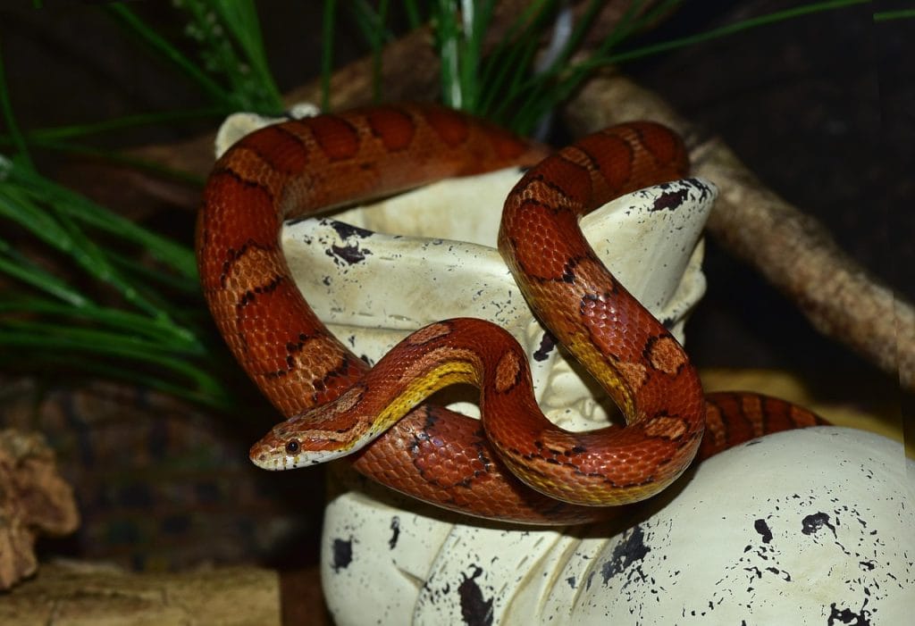 Corn snake Diet and Nutrition