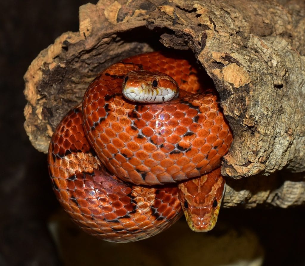 Corn snake feeding guide