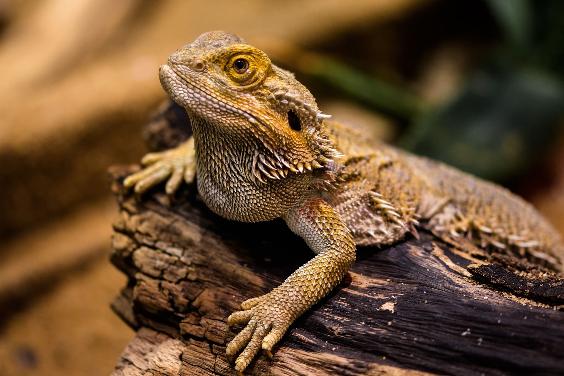 Ultimate Guide to Bearded Dragon Enclosure Sizes and Setup