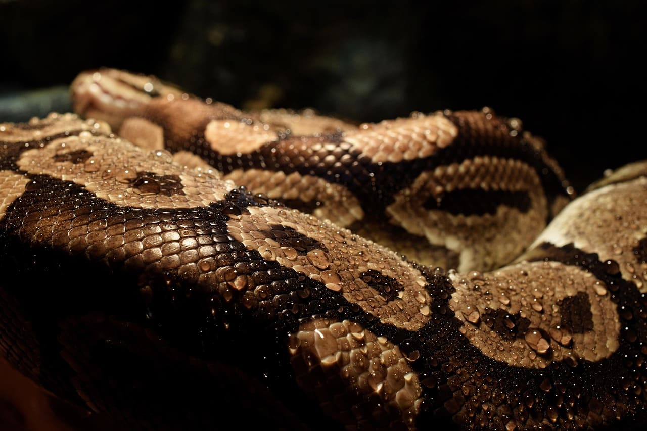 Indulging Your Ball Python: The Ultimate Guide to Their Dietary Needs