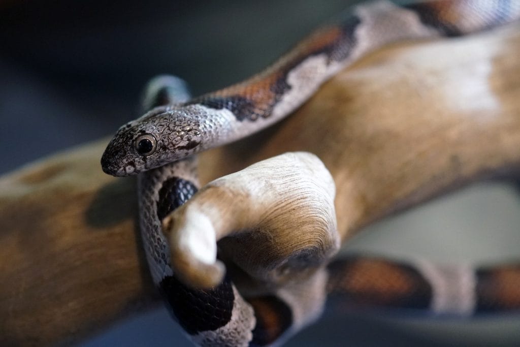 Kingsnake hatchling enclosure size