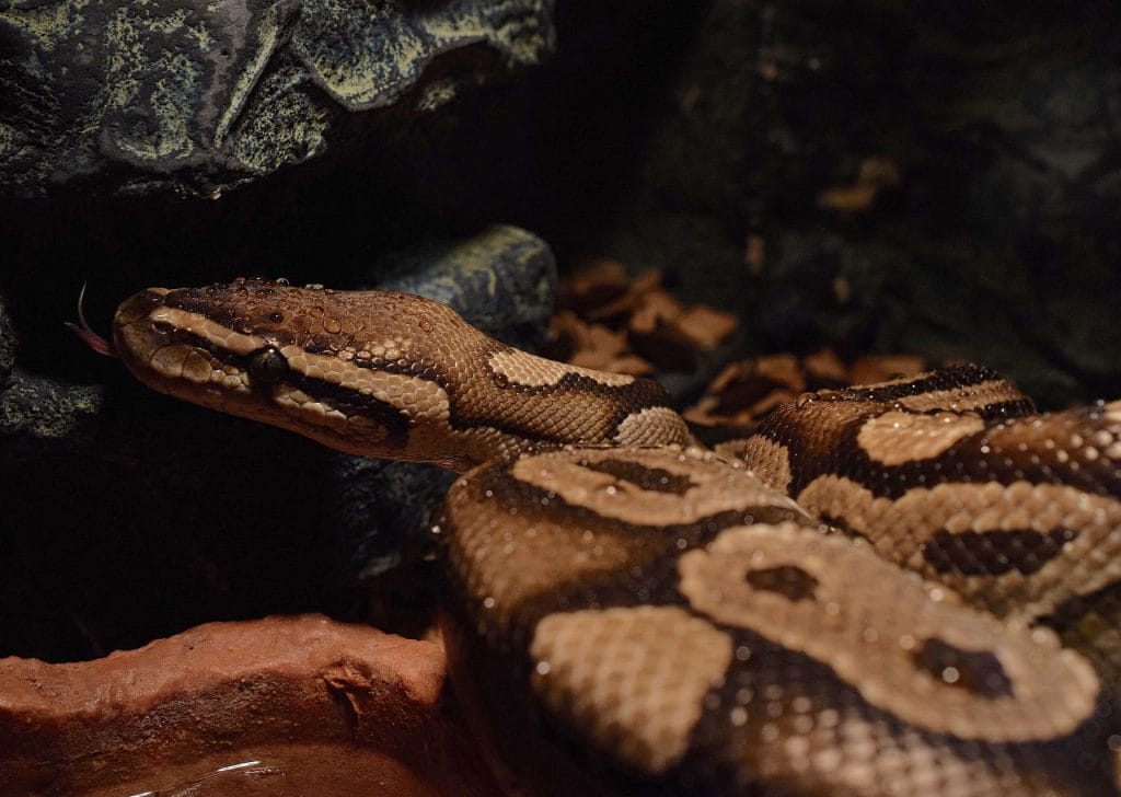 adult-ball-python-enclosure-size