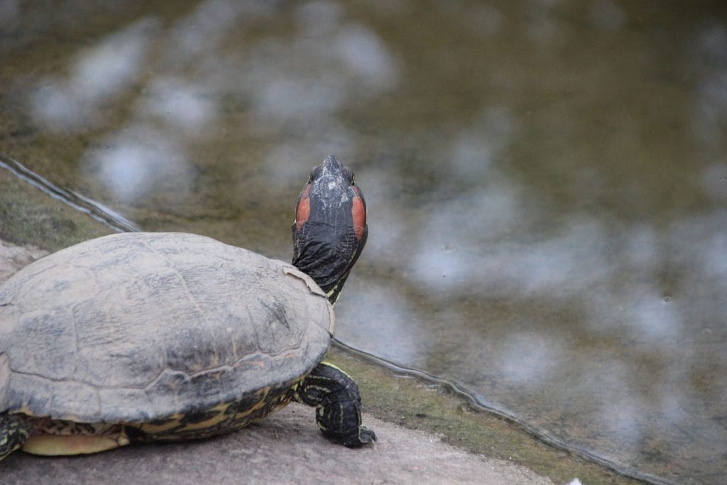 Red-Eared Slider health and wellness