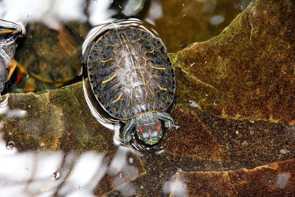 Red-Eared Slider Turtle Tank set up