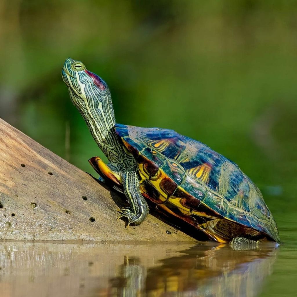 Red-Eared Slider diet