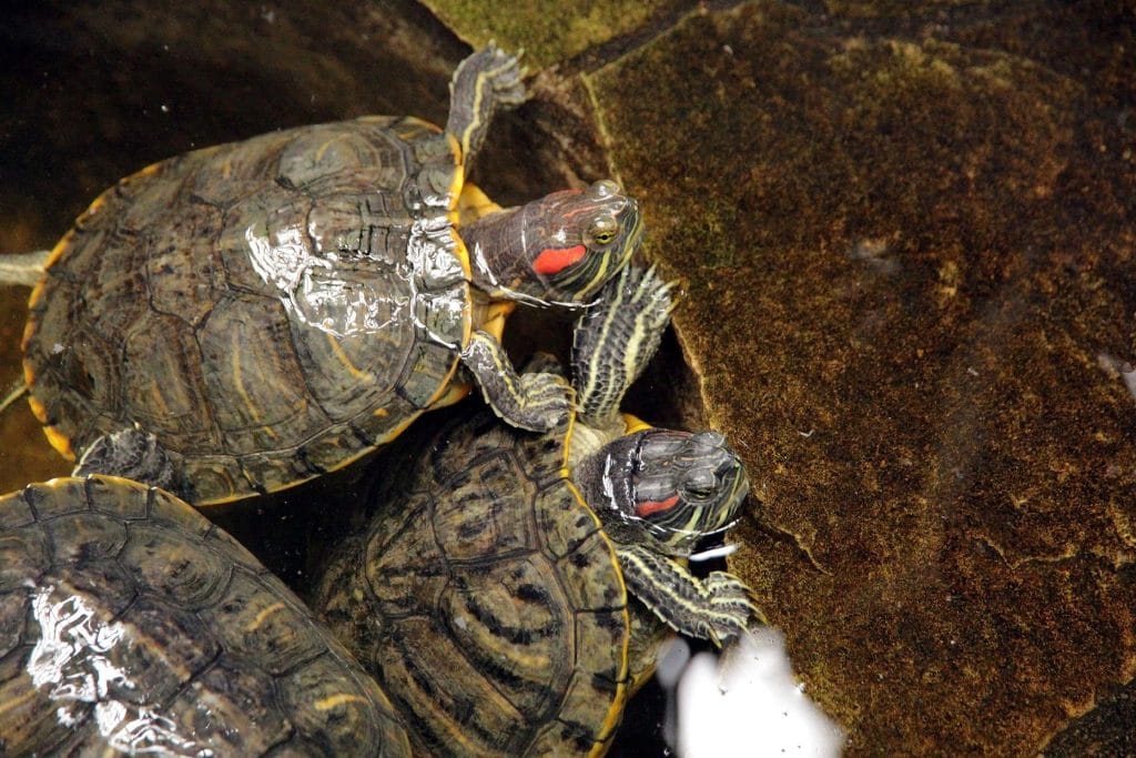Red-Eared Slider Sexing