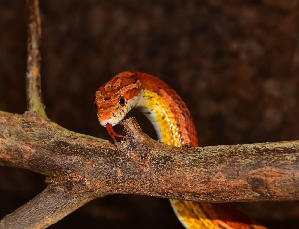 Corn snake juveniles enclosure size