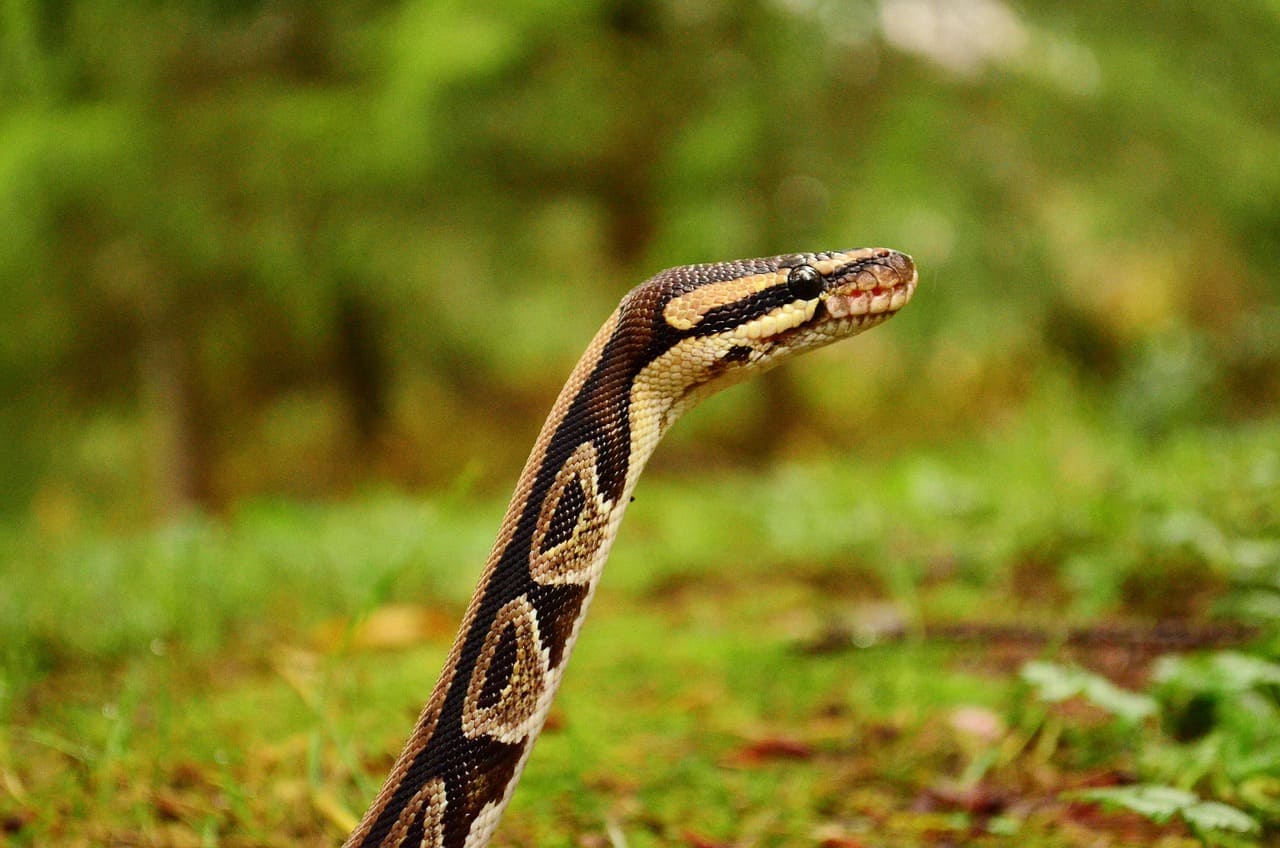 Ball Python Life Expectancy: Secrets to a Long-Lived Companion