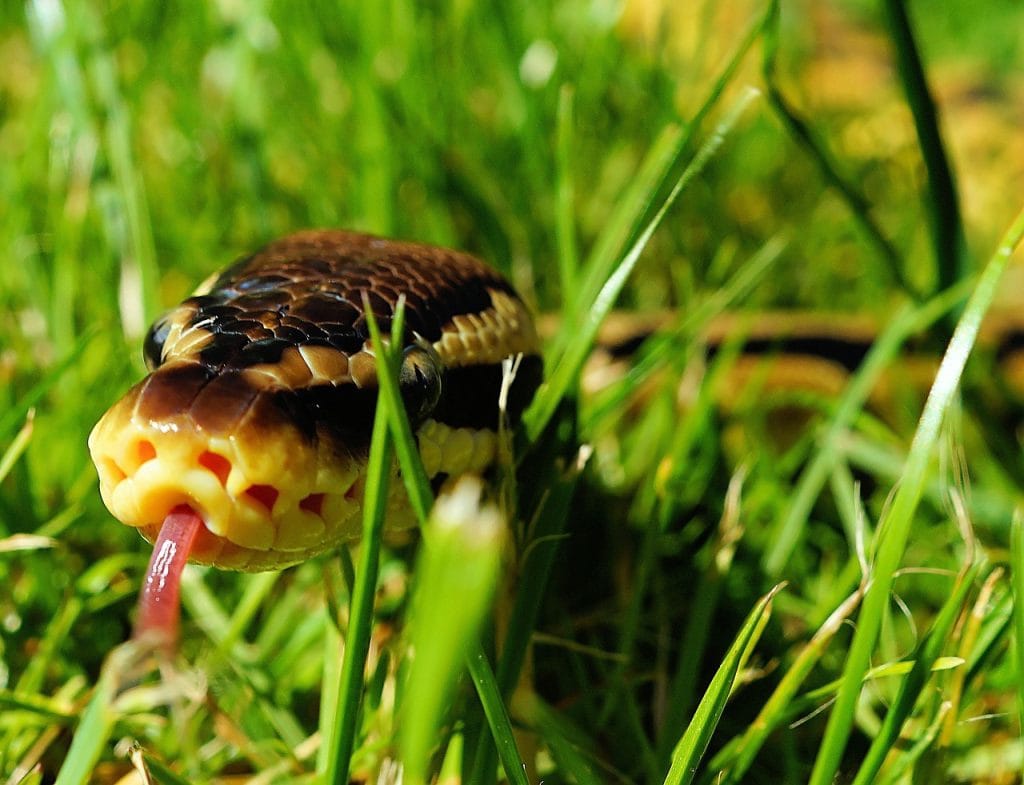 balll python life expectancy in the wild