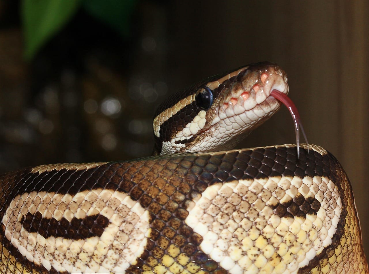 How Often Should a Ball Python Shed? Complete Shedding Guide