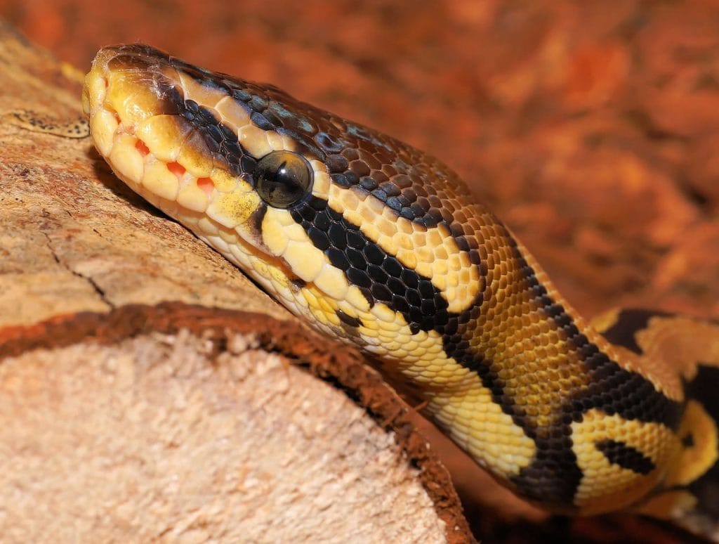 ball python life expectancy in captivity
