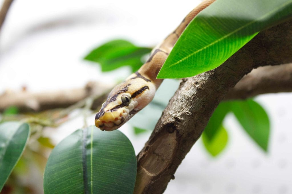 Ball python perfect tank setup tips and tricks