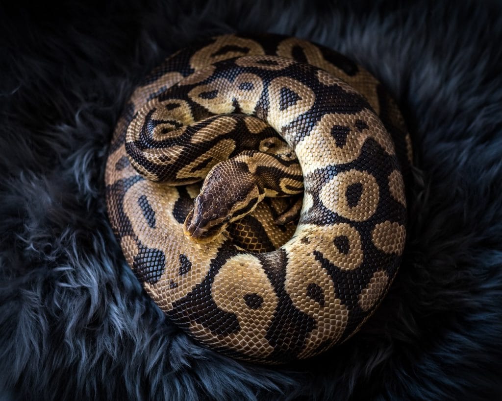 enchancing ball python life expectancy tips